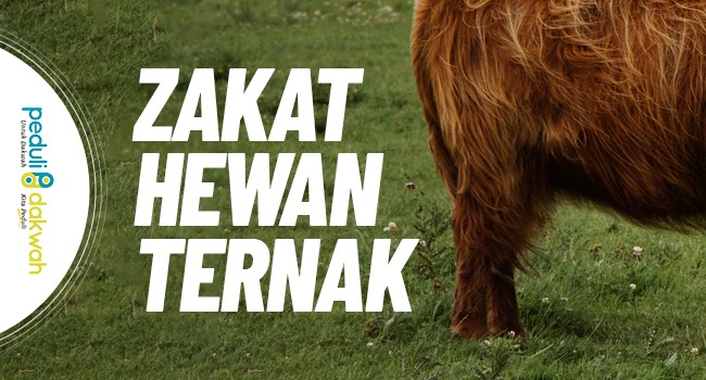 zakat hewan ternak